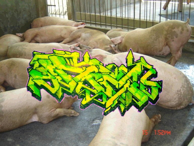 ERT: PERLE AI PORCI